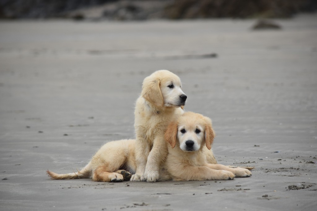 Chiots Golden Retriever sur la plage à Plomodiern