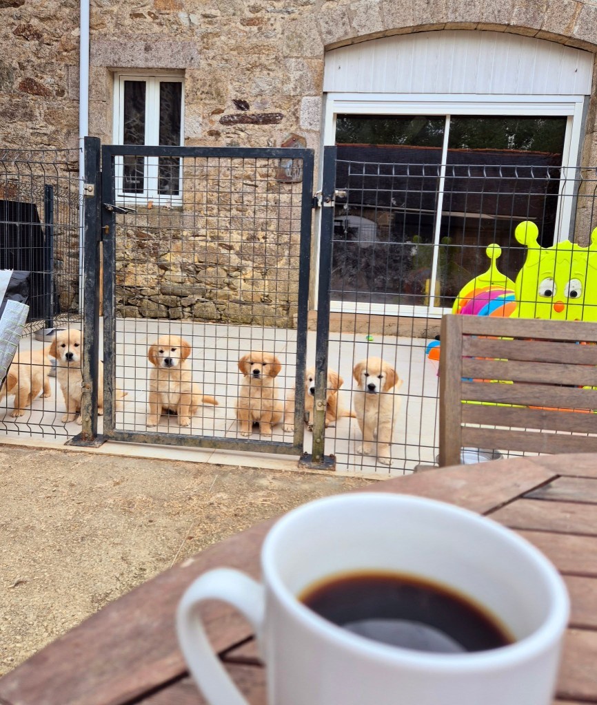 Chiots golden retriever élevés au sein du foyer Wonder of Art