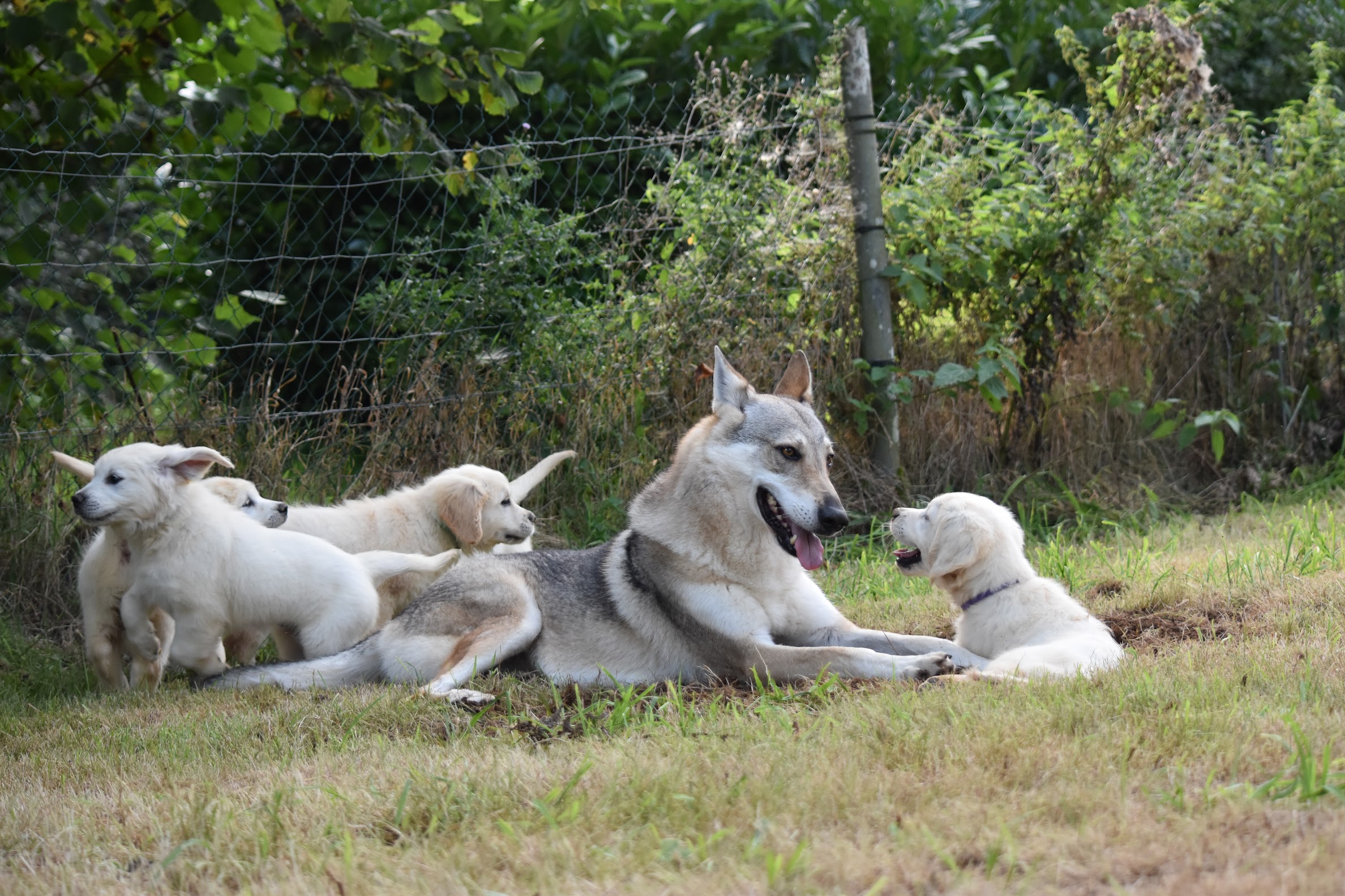 Pearl chienne-loup tchécoslovaque avec des chiots golden retriever dans le jardin de l'élevage