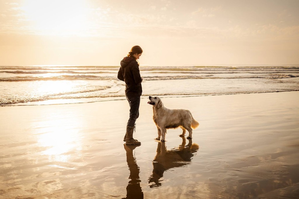 Balade sur la plage avec un golden retriever