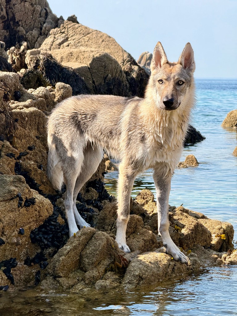 Akira, chien-loup tchécoslovaque
